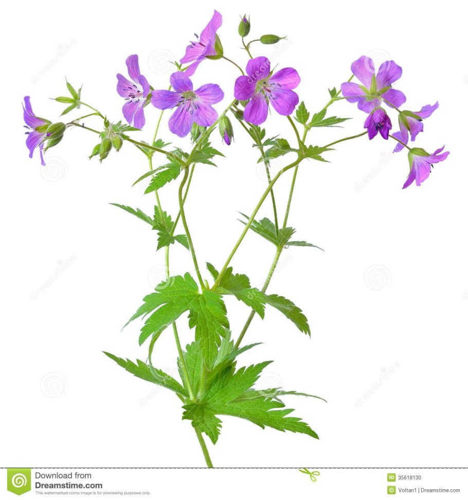 Остроконечная рисунок