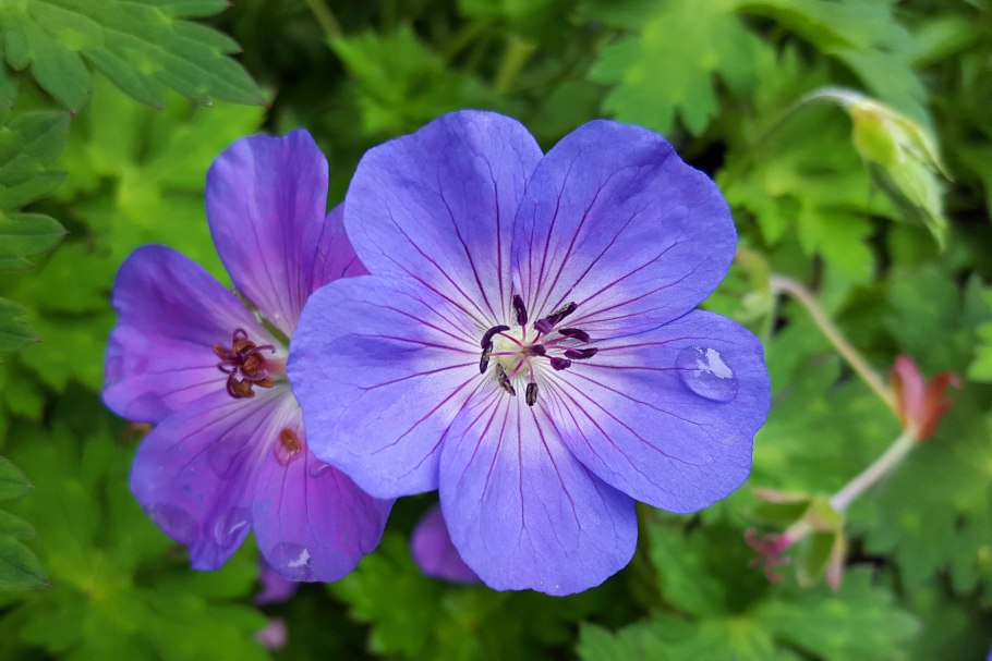 Wild Geranium Flower