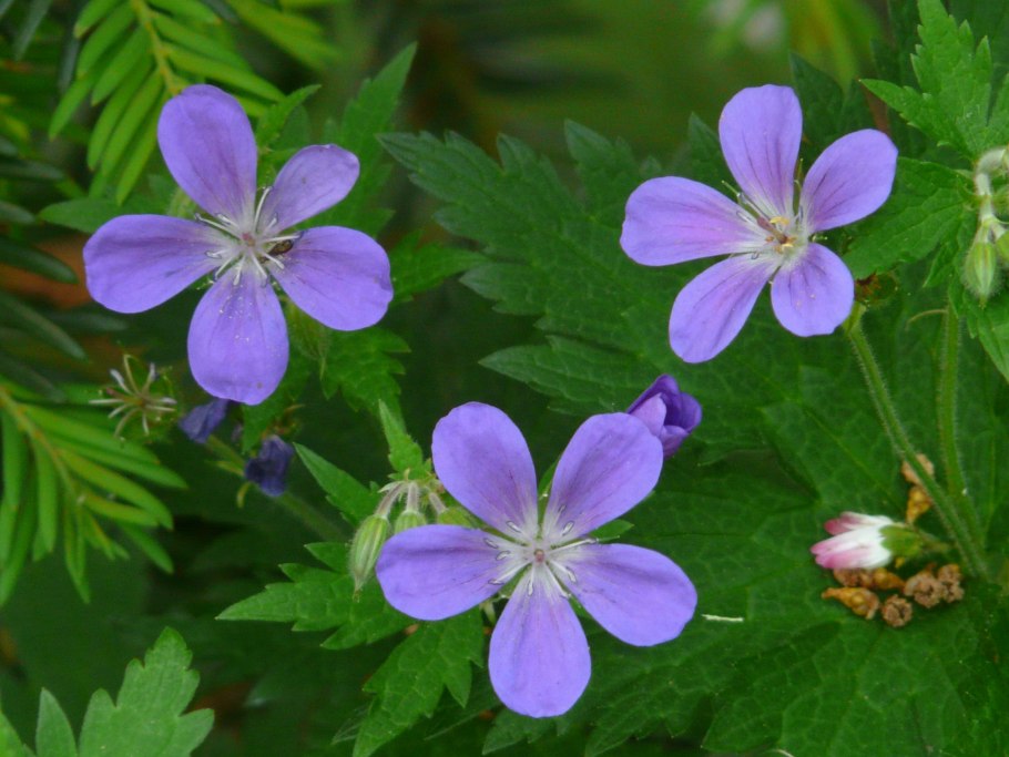 Герань Лесная (Geranium sylvaticum)