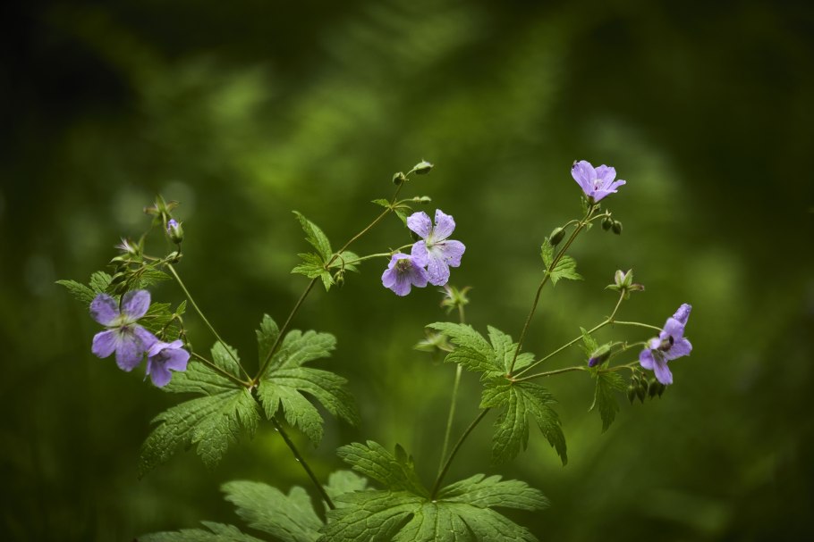 Герань Сильватикум