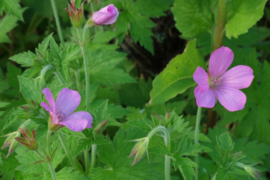 Герань Луговая тычинки