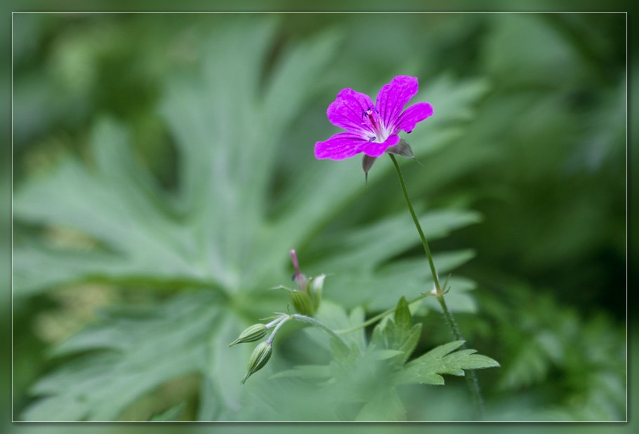Герань Крымская