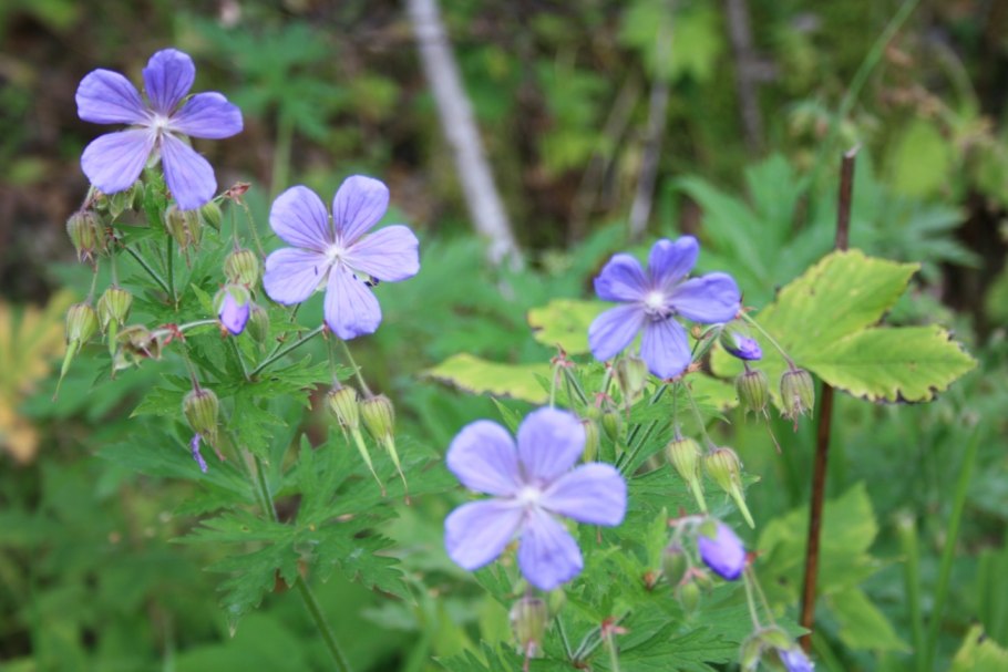 Герань Лесная (Geranium sylvaticum)