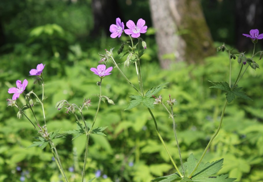 Герань Лесная (Geranium sylvaticum)