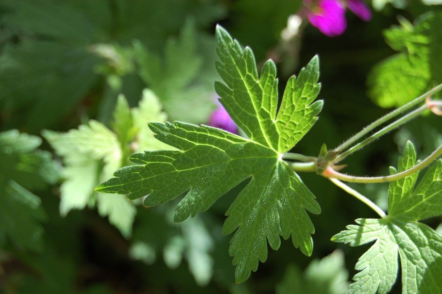 Герань моле