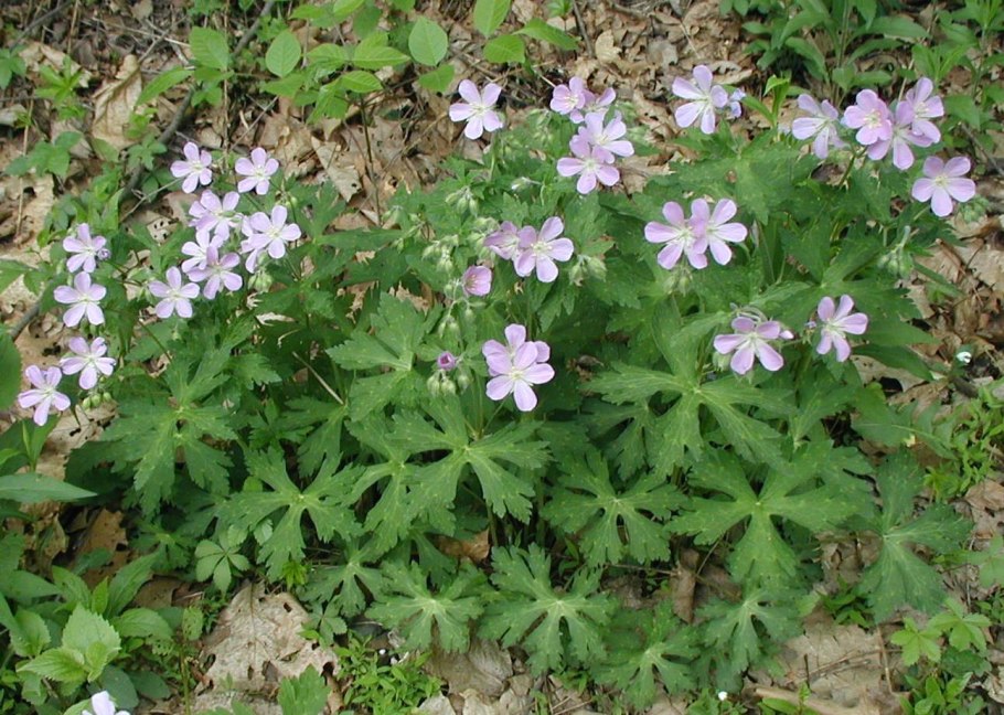 Герань Луговая растение