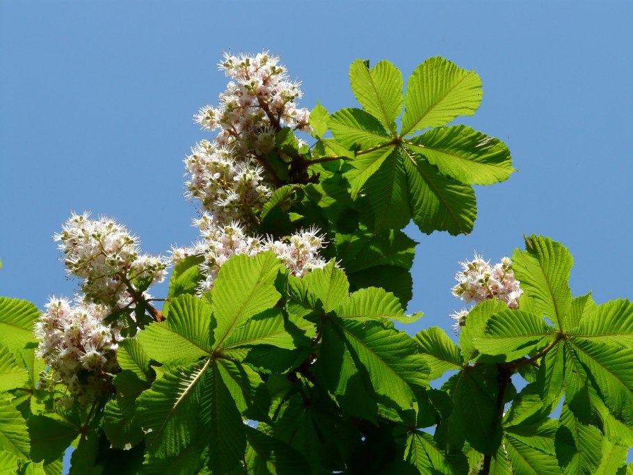 Каштан конский (Aesculus hippocastanum)