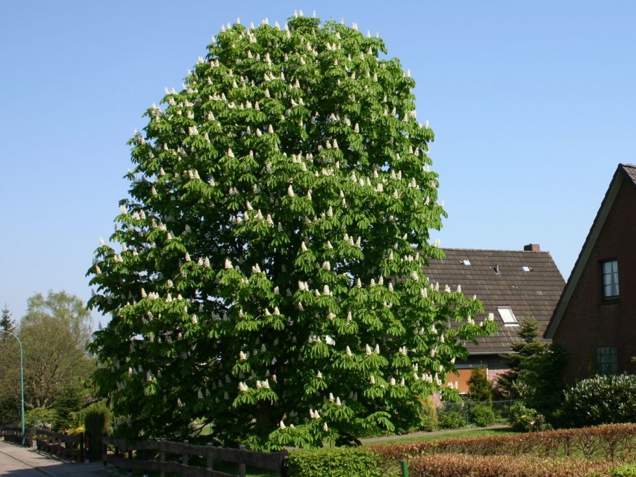 Конский каштан обыкновенный Aesculus hippocastanum