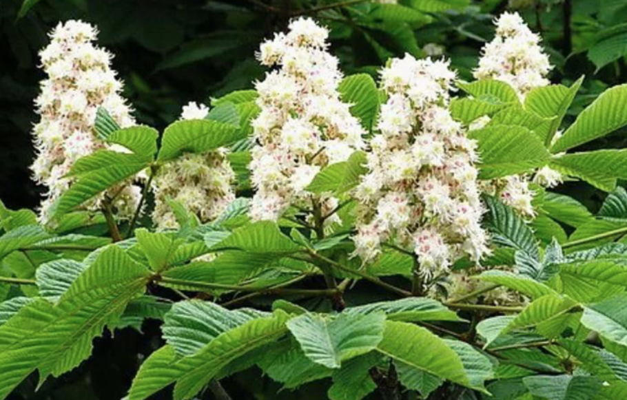 Конский каштан обыкновенный цветы