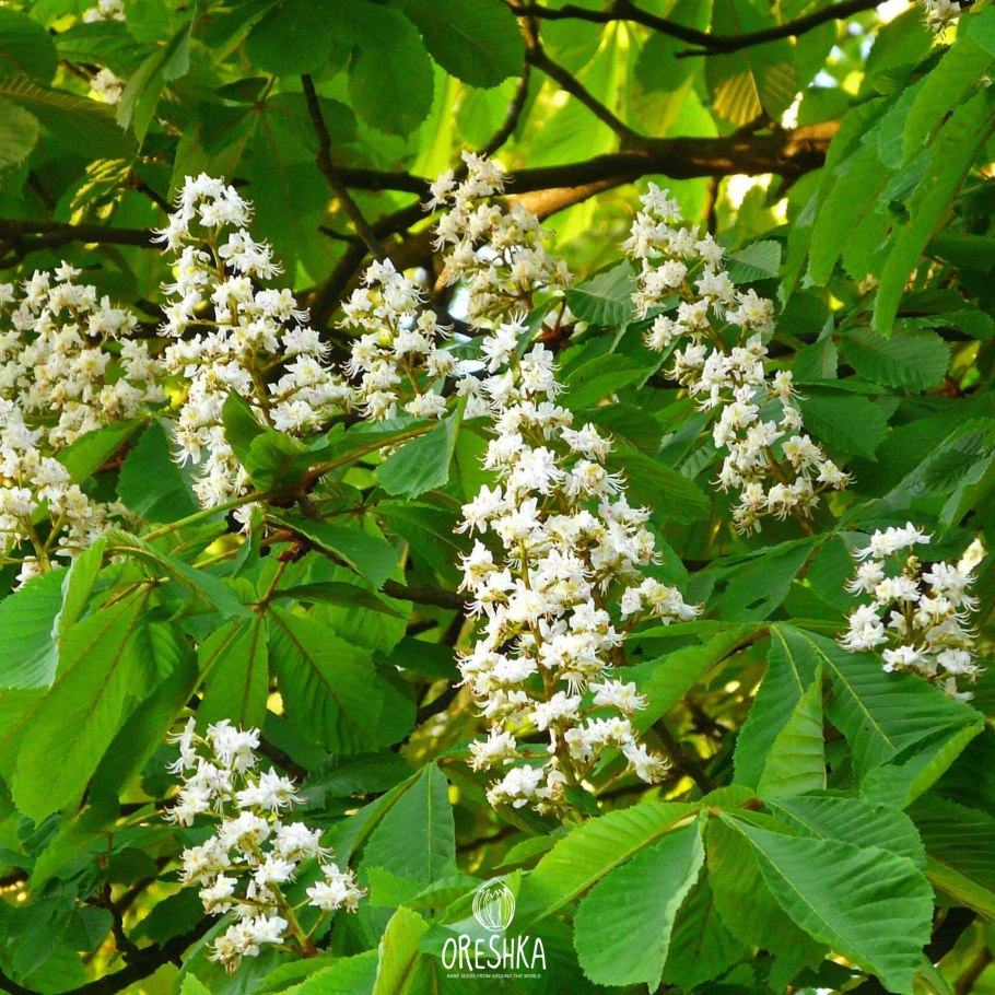 Конский каштан — Aesculus hippocastanum l.