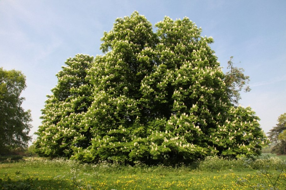 Каштан конский (Aesculus)
