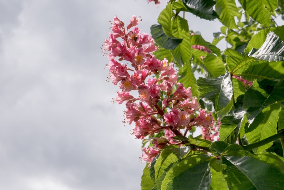 Каштан Сегю