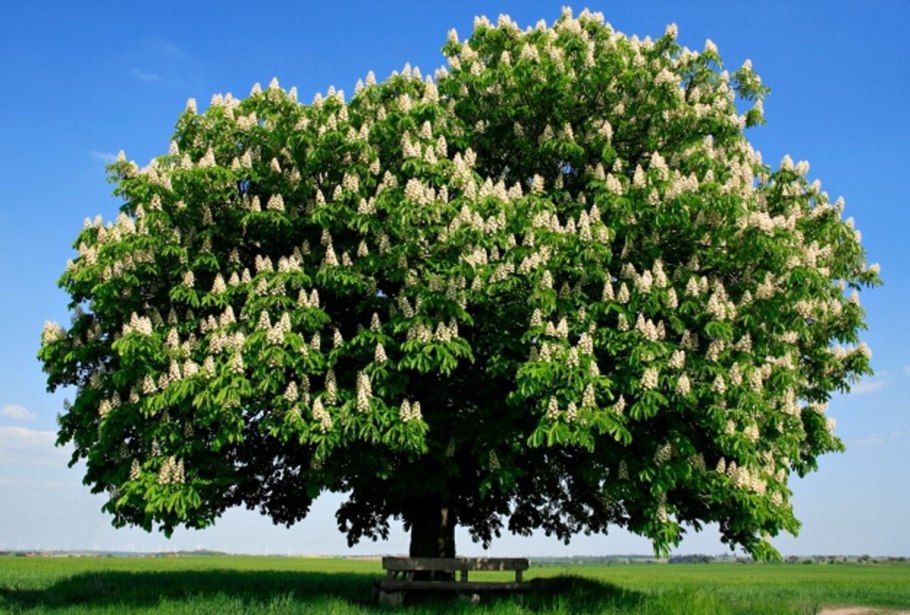 Каштан конский (Aesculus)
