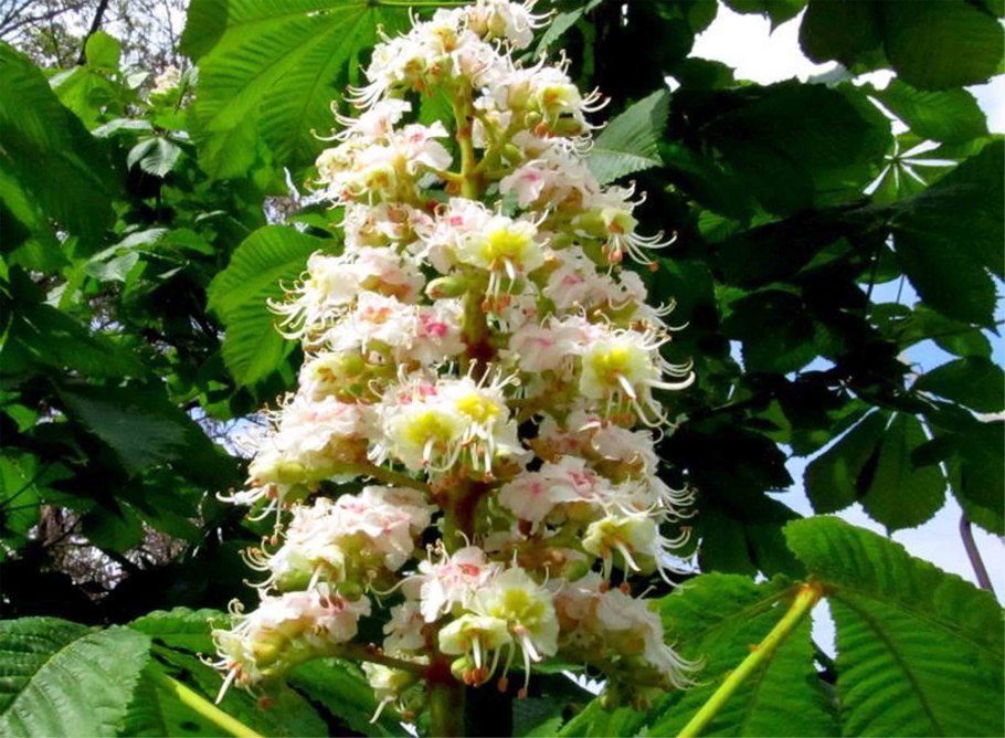 Каштан конский (Aesculus)