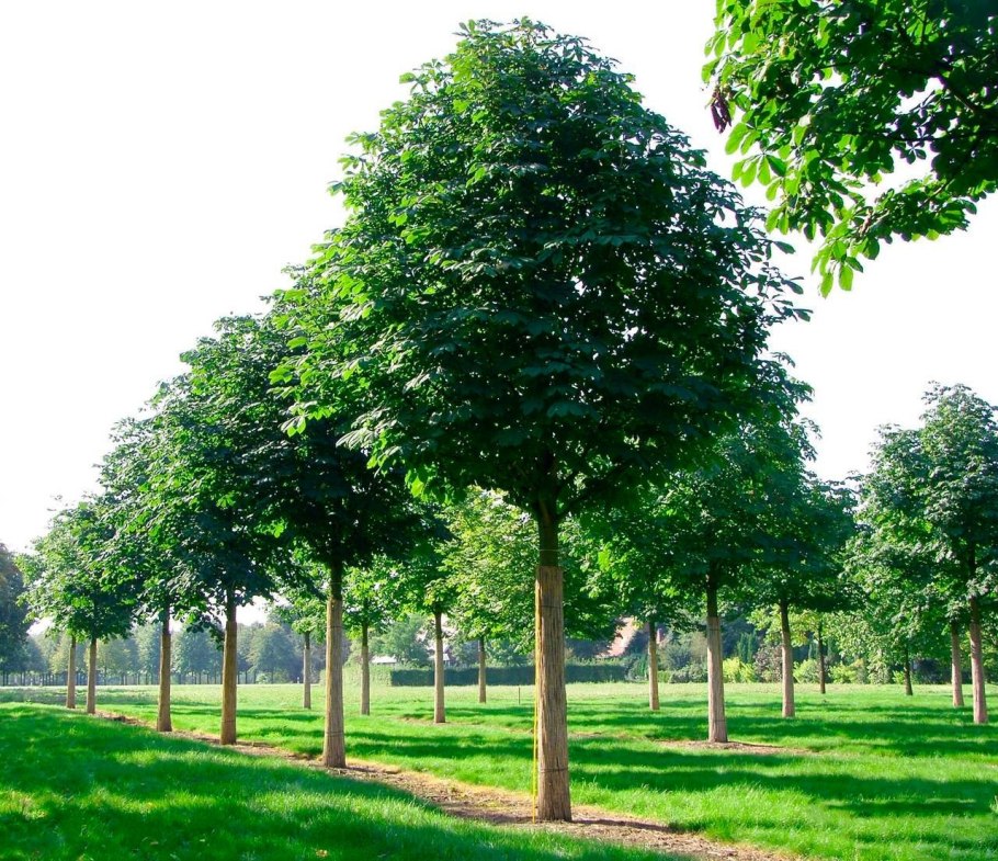 Каштан Пирамидалис