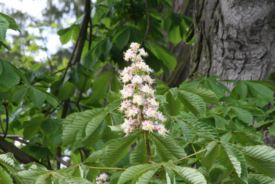 Каштан (Aesculus hippocastanum)