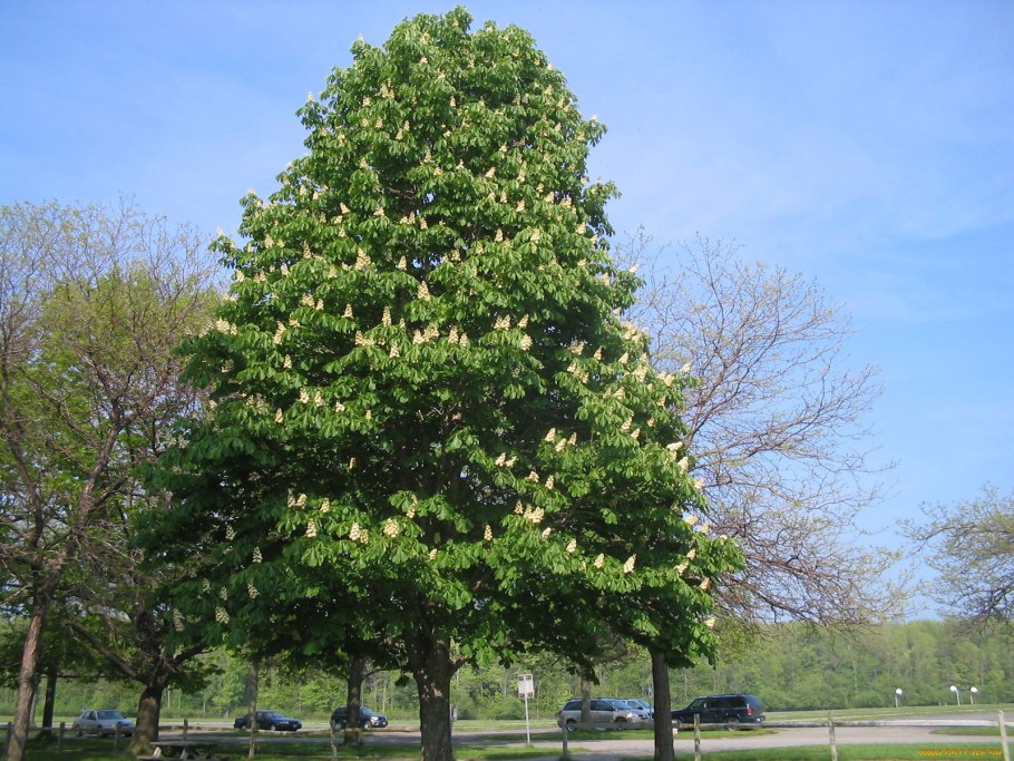 Каштан конский Пирамидалис