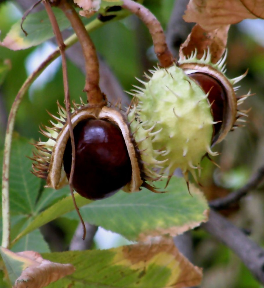 Каштан конский плоды