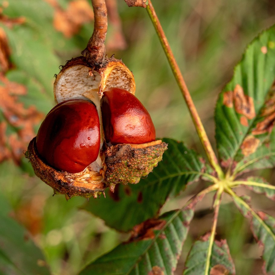 Конский каштан обыкновенный