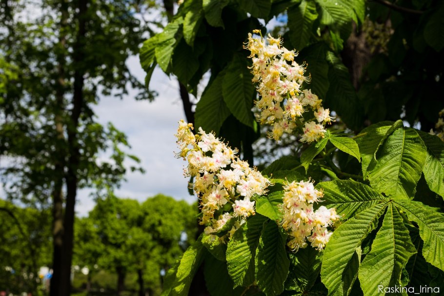 Каштан Генри