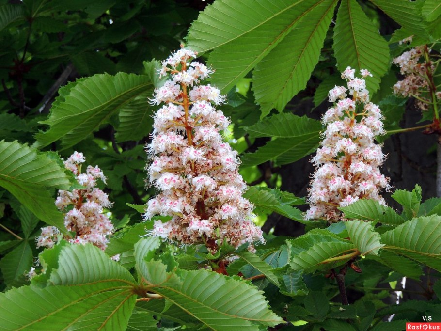 Цветущий каштан