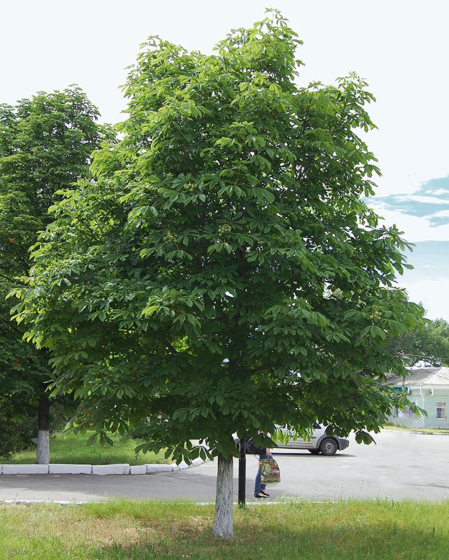 Каштан (Aesculus hippocastanum)