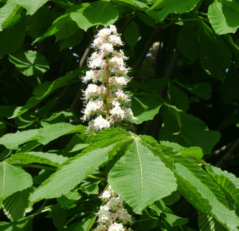 Каштан конский (Aesculus)