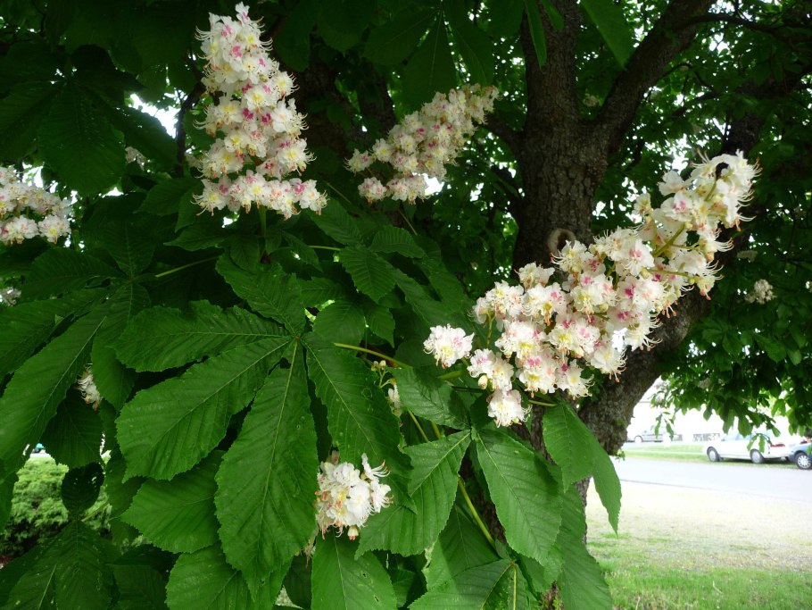 Грецкий орех дерево каштан дерево