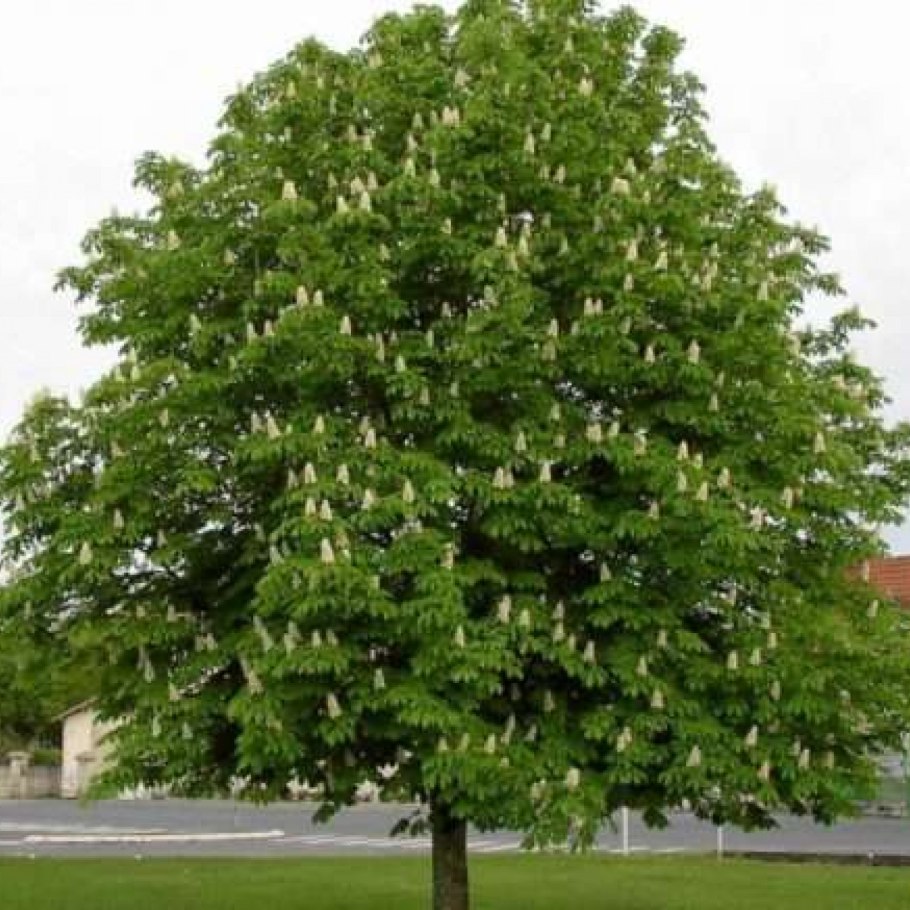 Каштан конский крона