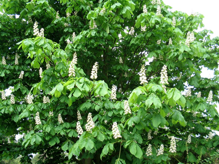 Конский каштан обыкновенный