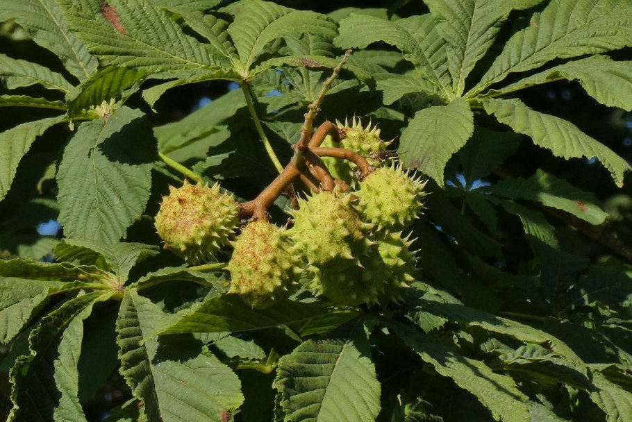 Каштан медоносный