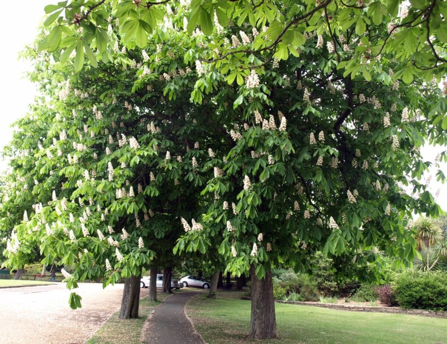 Каштан дерево