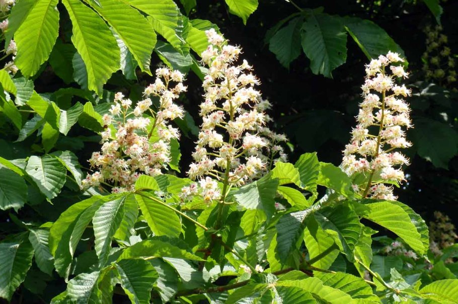 Каштан мелкоцветковый