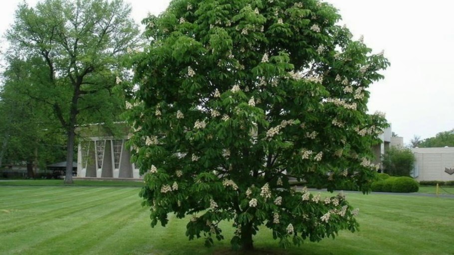 Павловния Фаргеза