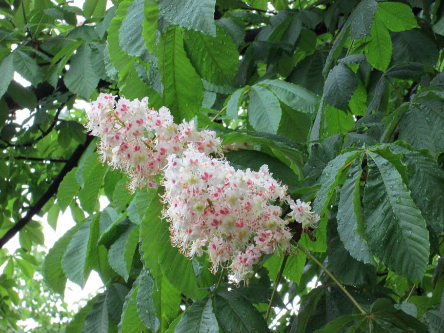 Конский каштан обыкновенный Aesculus hippocastanum