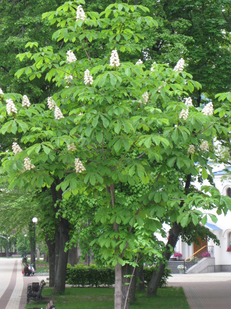 Каштан конский дерево