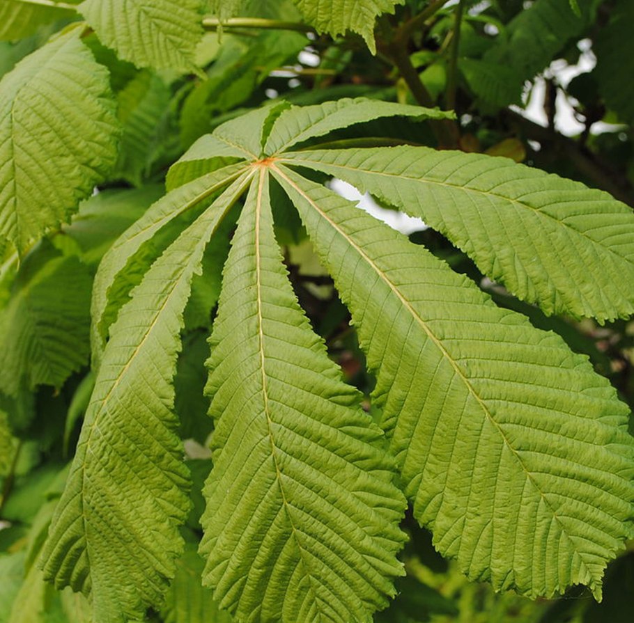 Каштан дерево конский обыкновенный