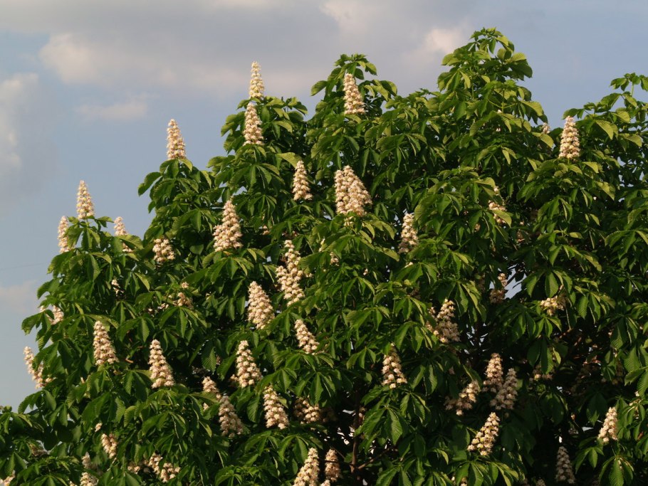 Каштан конский кустарник