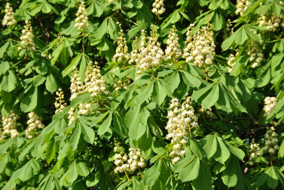 Конский каштан обыкновенный Aesculus hippocastanum