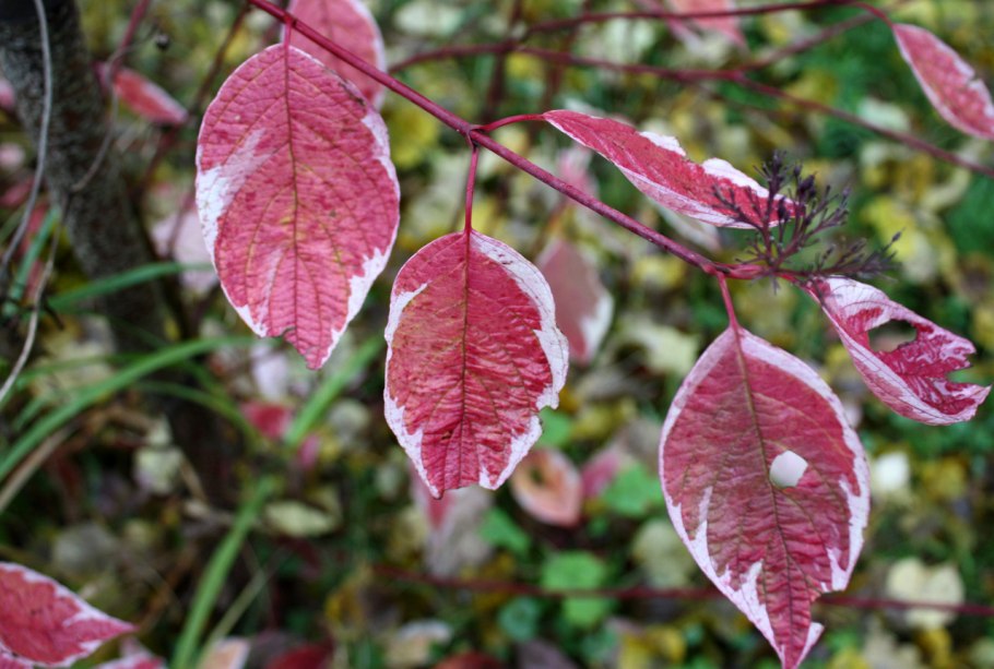 Дерень белый Сибирь Варигата