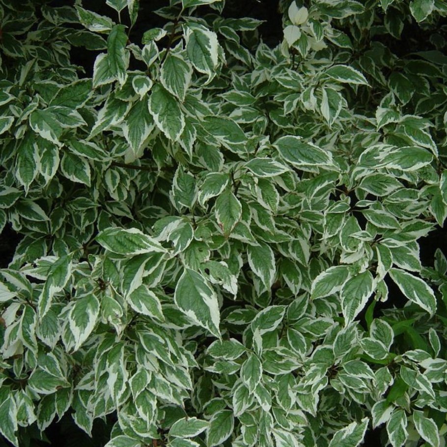Cornus Alba sibirica variegata