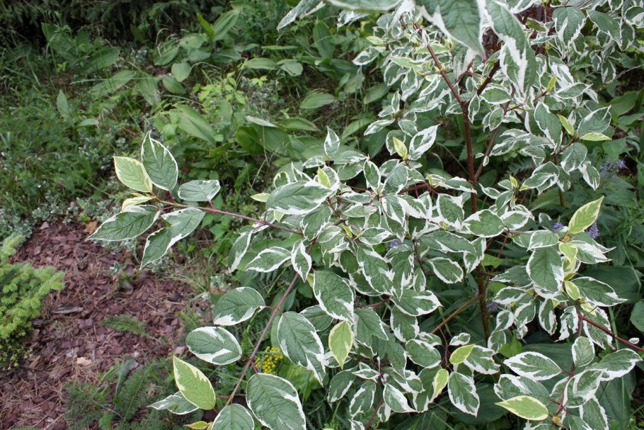Cornus Alba sibirica variegata