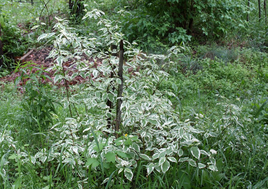 35. 36. Дерен белый «sibirica variegata»