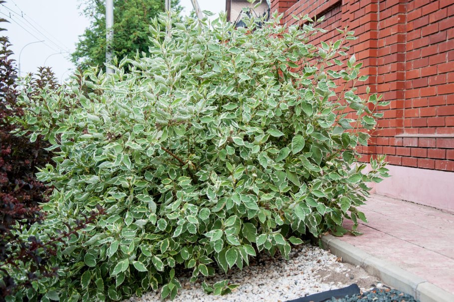 Дерен Элегантиссима