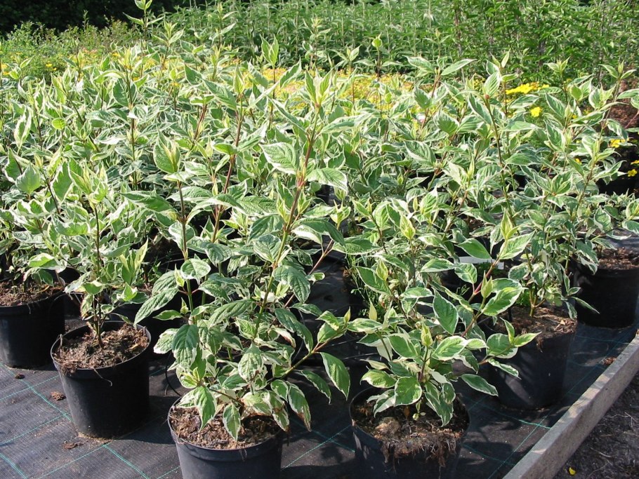 Дерен Сибирский Вариегата