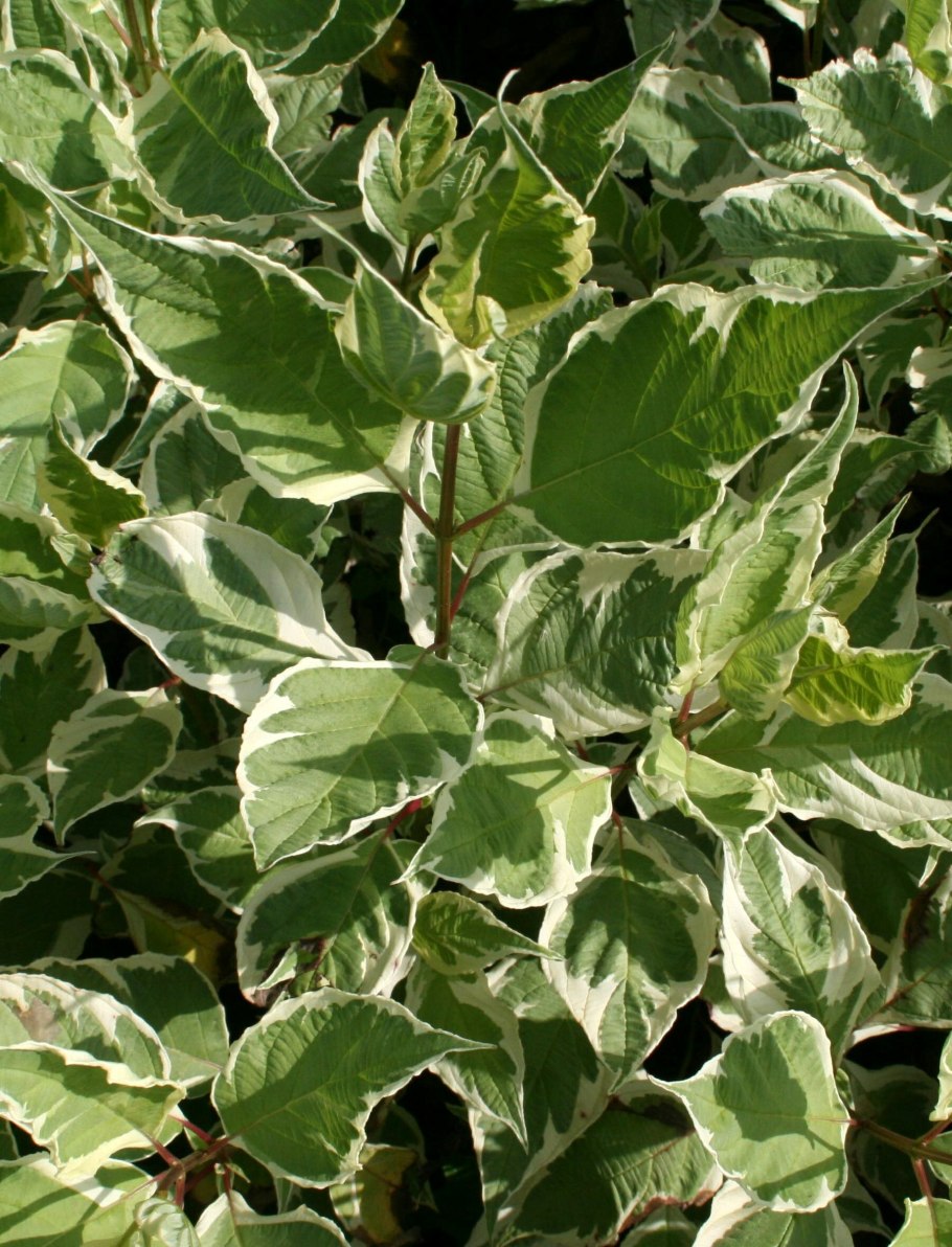Cornus Alba sibirica variegata