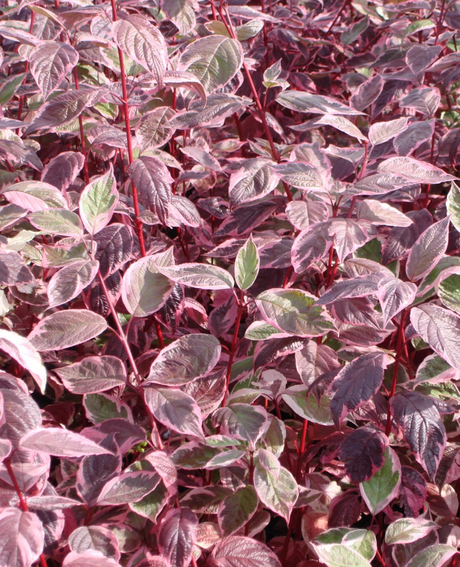 Дерен Сибирика