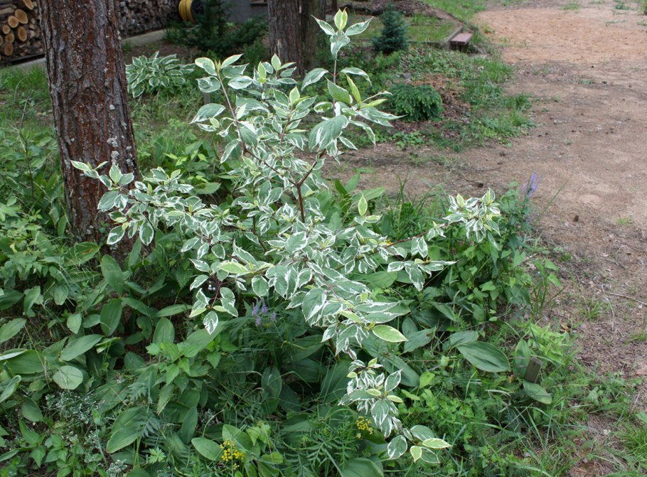 Дерен белый Сибирика Вариегата