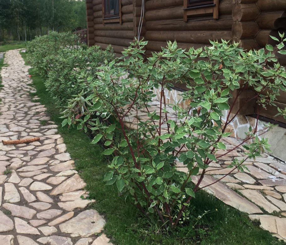 Дерен Argenteomarginata