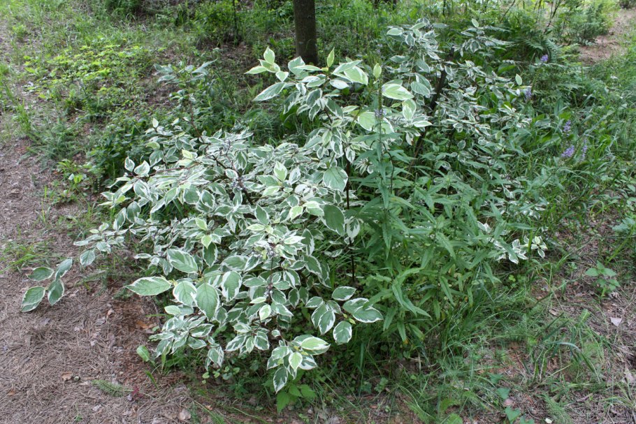 35. 36. Дерен белый «sibirica variegata»